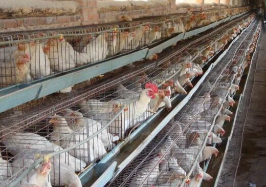 从专业到创业 水产畜牧专业毕业生的养鸡致富之路