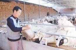 科学养羊 发家致富的绿色通道