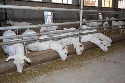 二十大精神引领富平特色产业新篇章 聚焦畜牧渔业饲料销售，做大做强县域优势产业